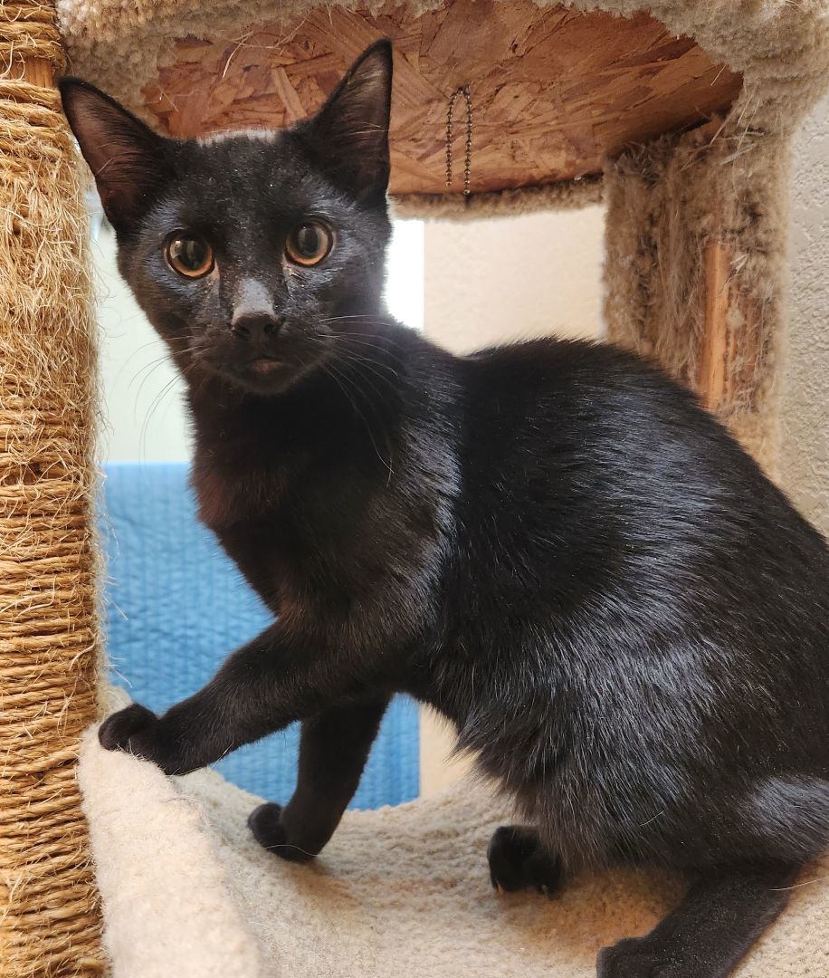 Silas, a Adoptable mixed breed in Oklahoma City, OK image 3/4