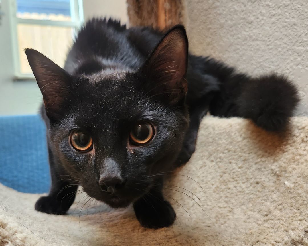 Silas, a Adoptable mixed breed in Oklahoma City, OK image 4/4