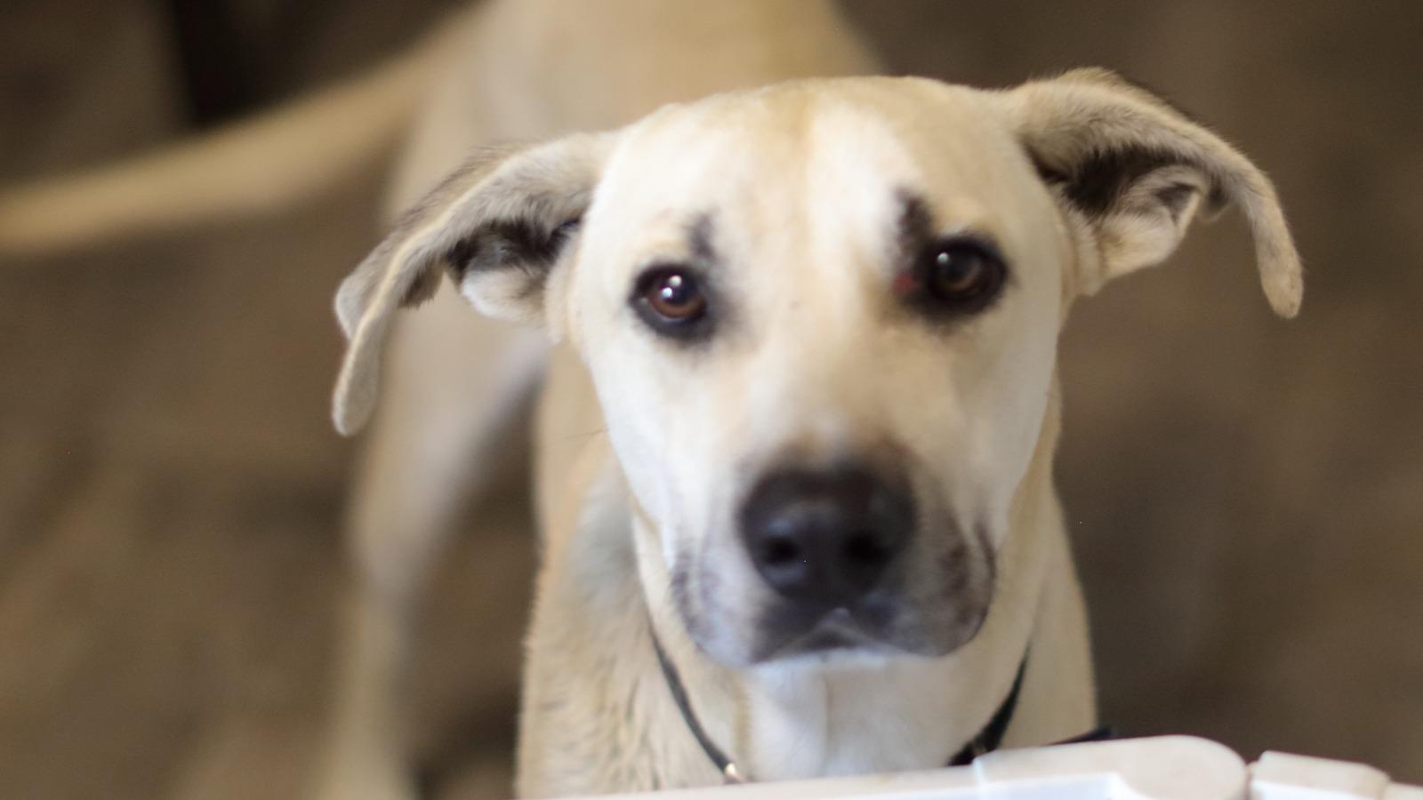 Enlarge Leo, an adoptable Great Dane in Washington court house, OH image 5/6