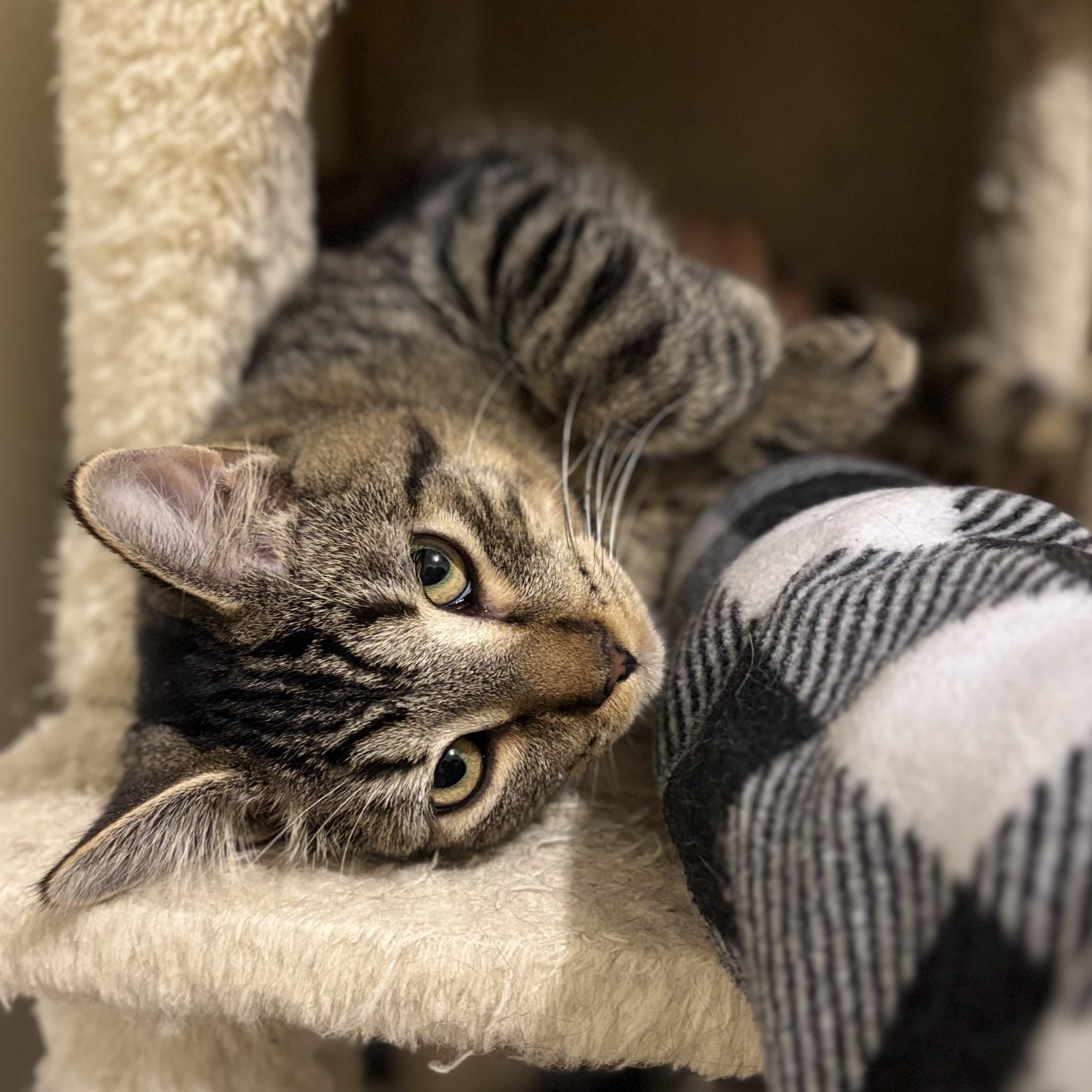 Bijou, Adoptable, Kitten Male Domestic Short Hair.