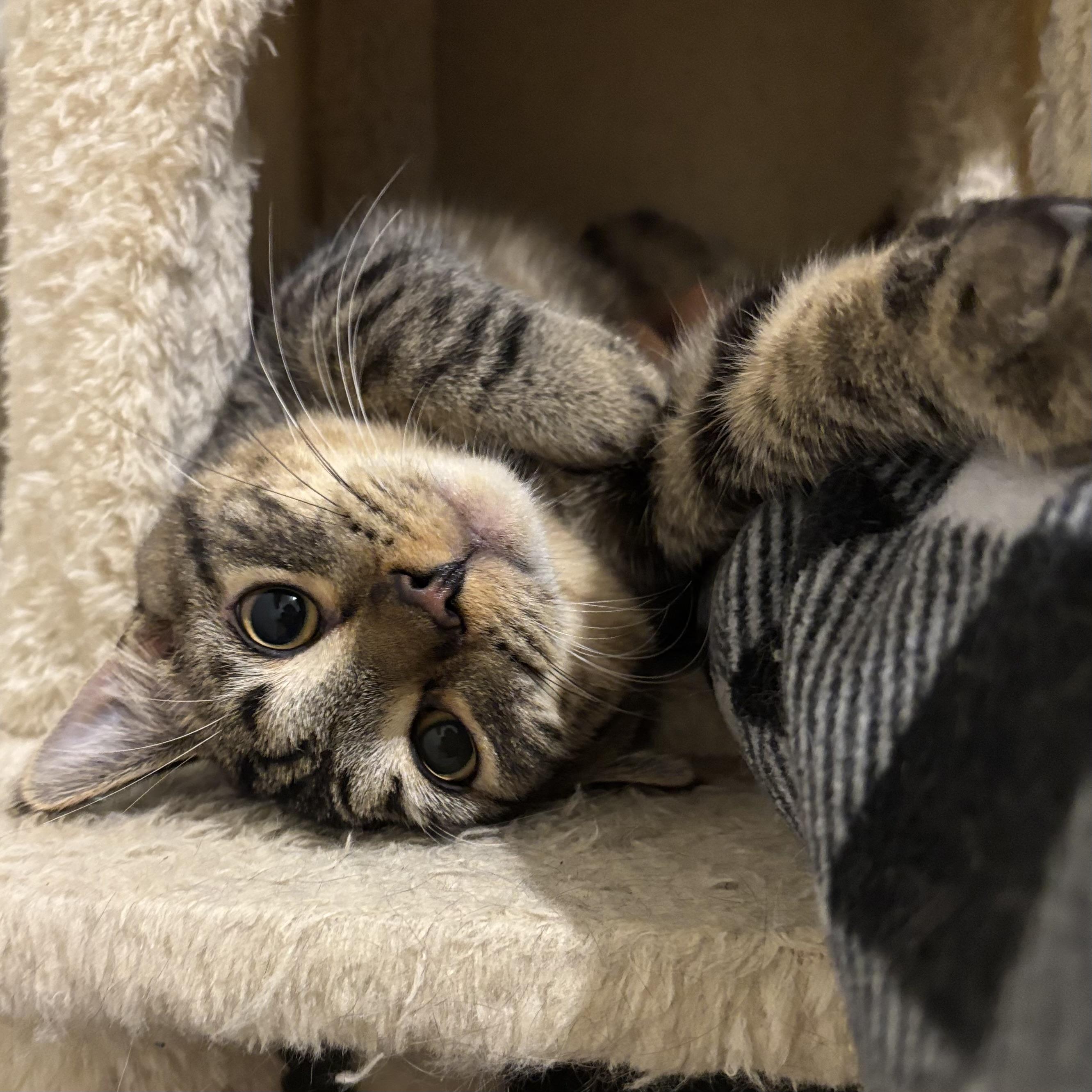 Enlarge Bijou, a Adoptable Domestic Short Hair in Pickering, ON image 2/3