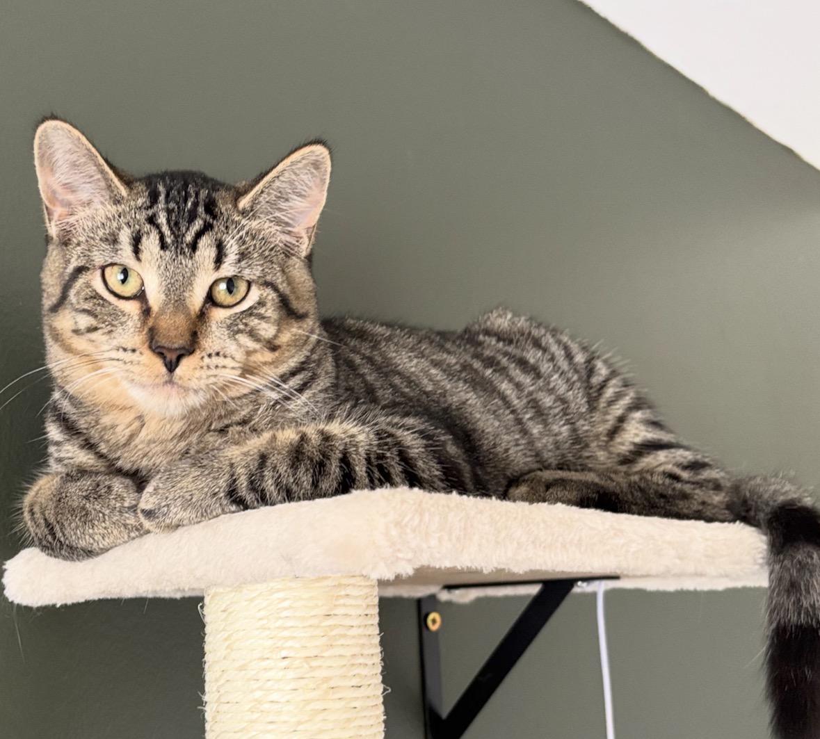 Enlarge Bijou, a Adoptable Domestic Short Hair in Pickering, ON image 3/3