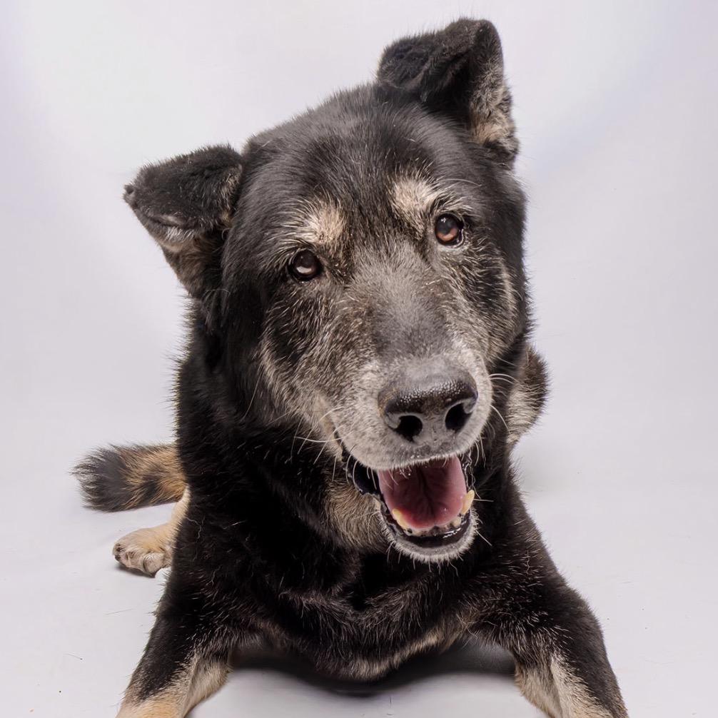 Big Ben, Adoptable, Senior Male Shepherd.