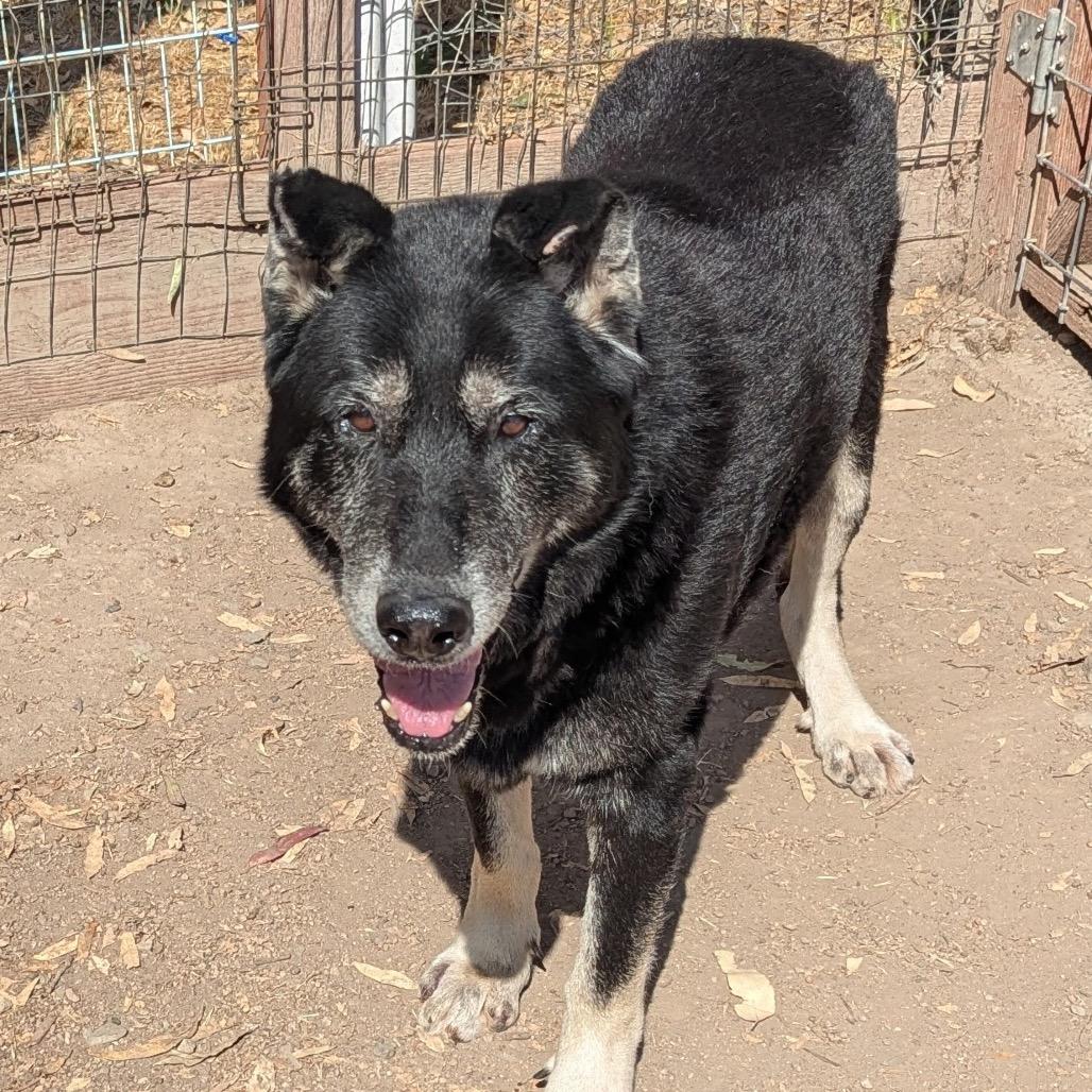 Enlarge Big Ben, a Adoptable Shepherd in Sonoma, CA image 2/6