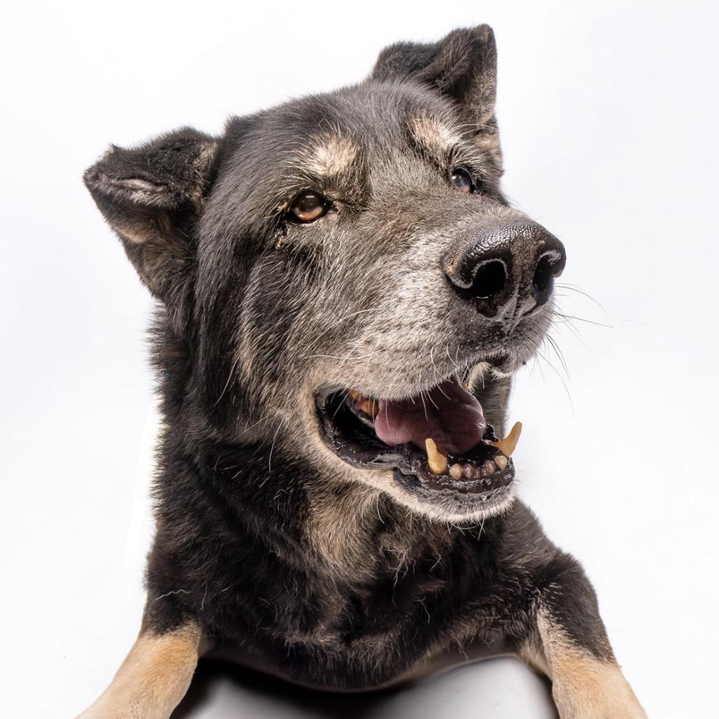 Enlarge Big Ben, a Adoptable Shepherd in Sonoma, CA image 5/6