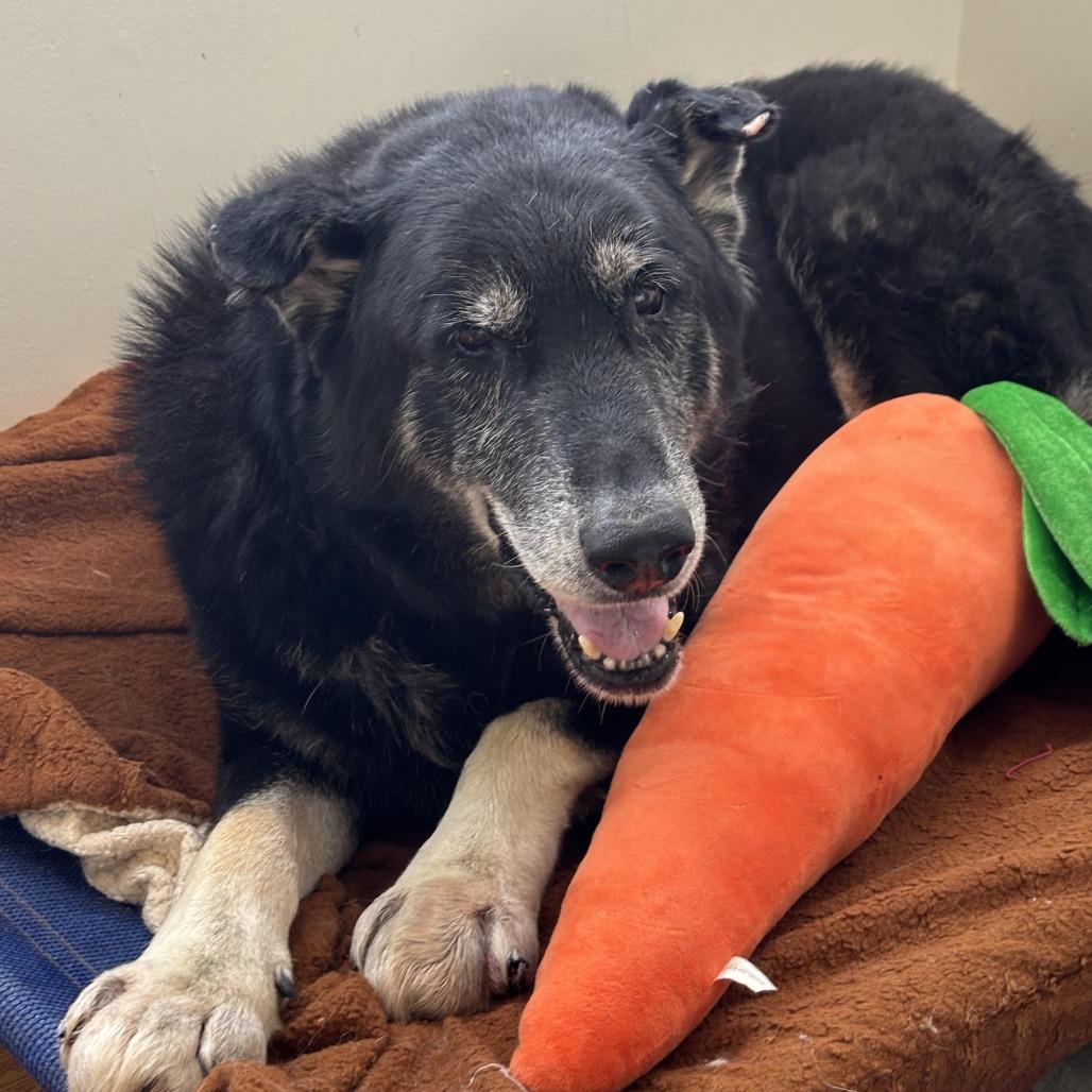 Enlarge Big Ben, a Adoptable Shepherd in Sonoma, CA image 6/6