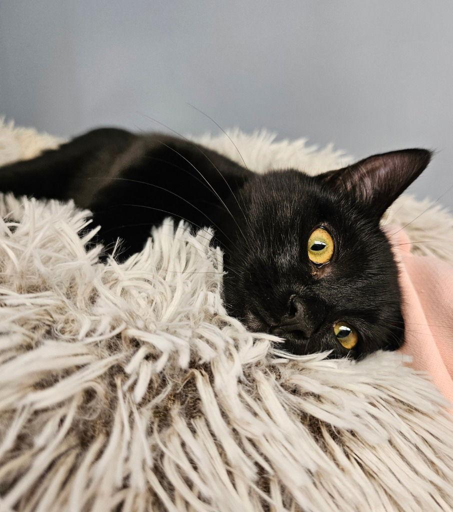 Mor'du, Adoptable, Young Male Domestic Short Hair.