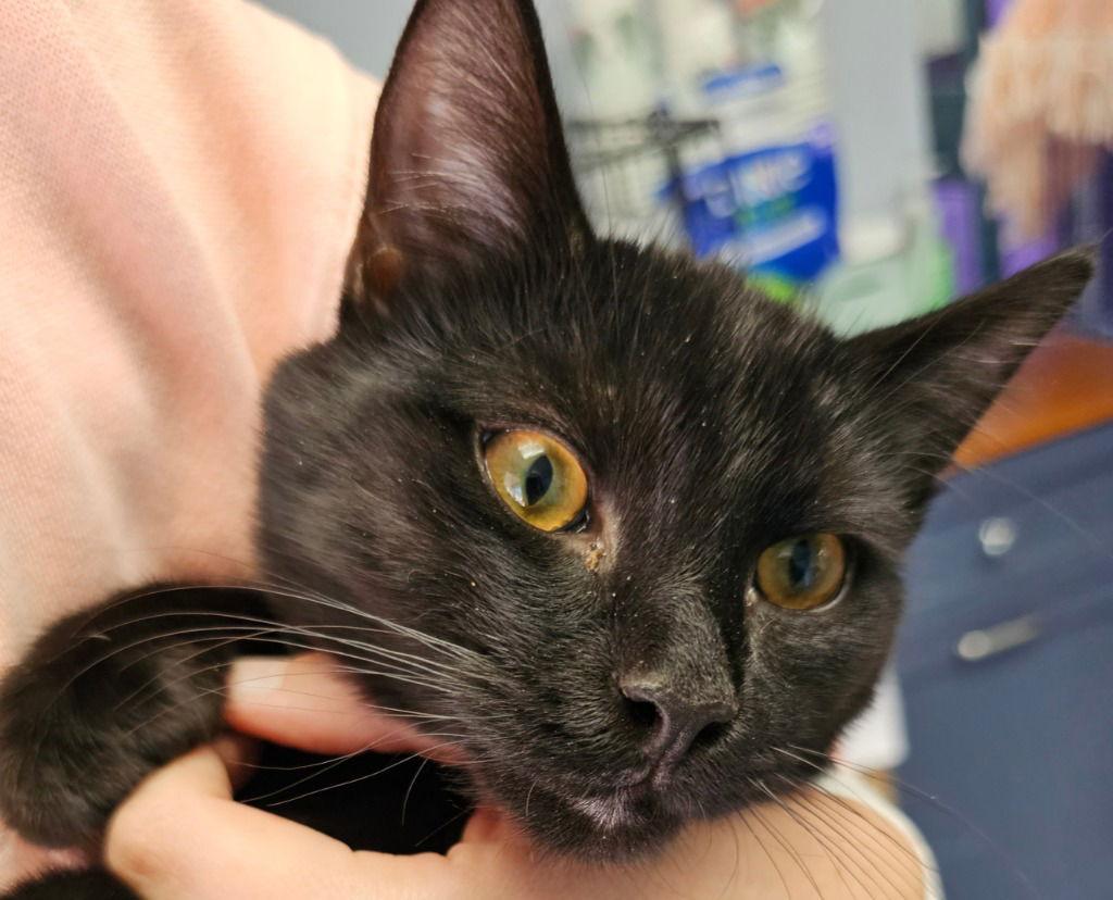 Mor'du, a Adoptable Domestic Short Hair in Lovingston, VA image 2/3