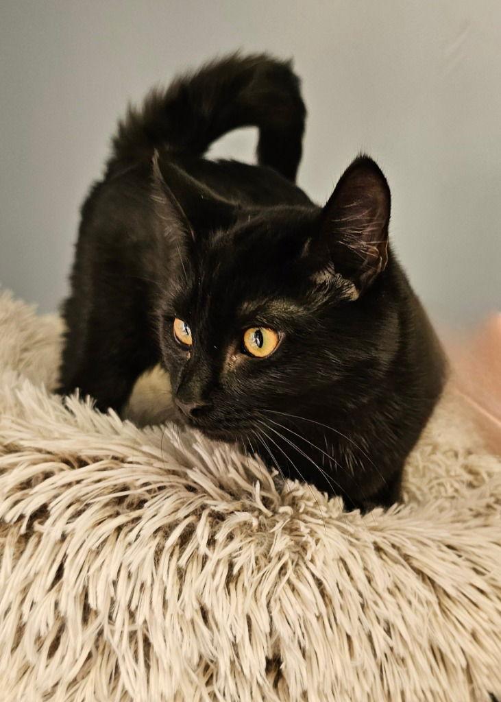 Mor'du, a Adoptable Domestic Short Hair in Lovingston, VA image 3/3