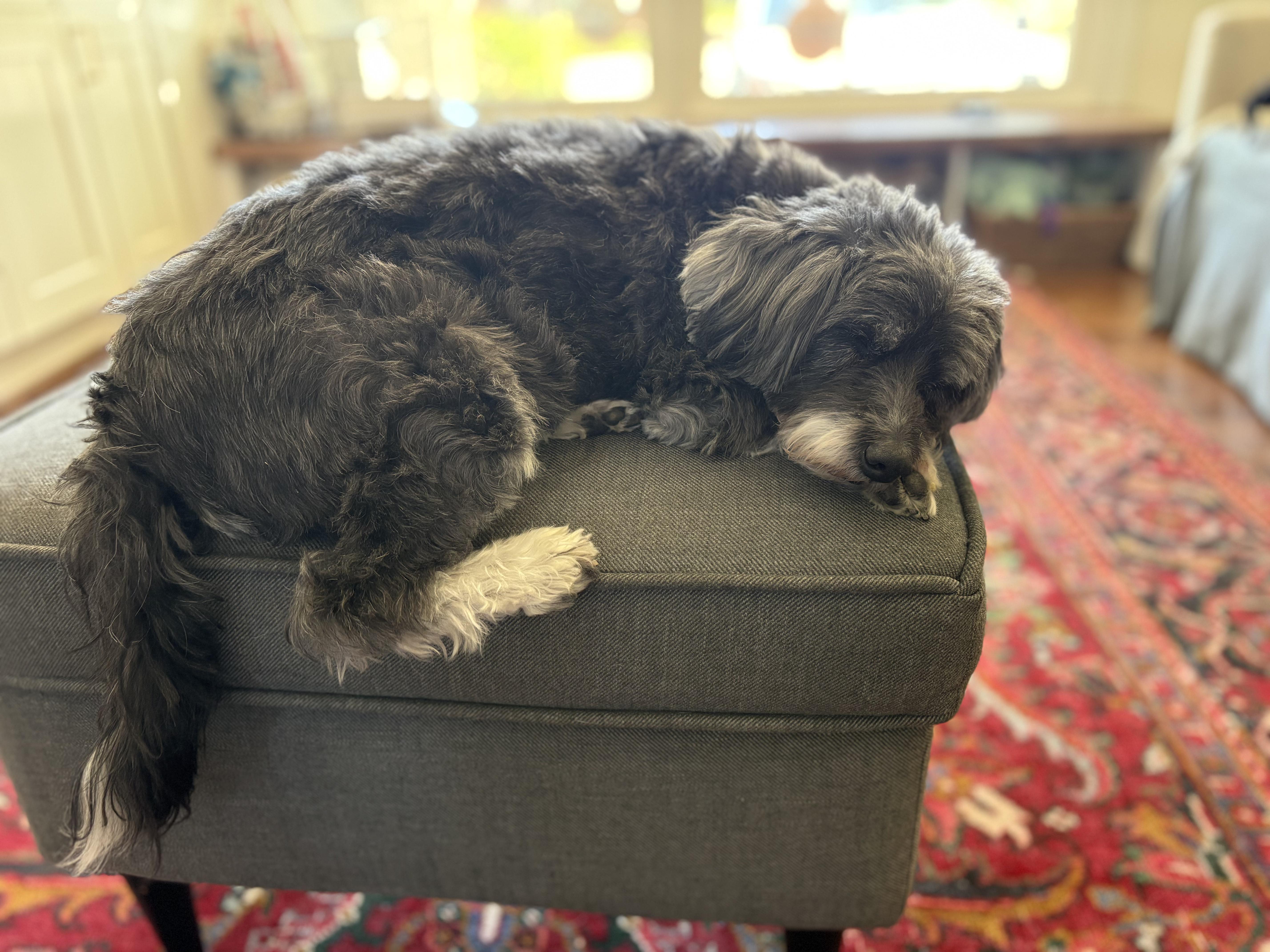 Enlarge Bob , a ADOPTABLE mixed breed in Clifton, VA image 2/2