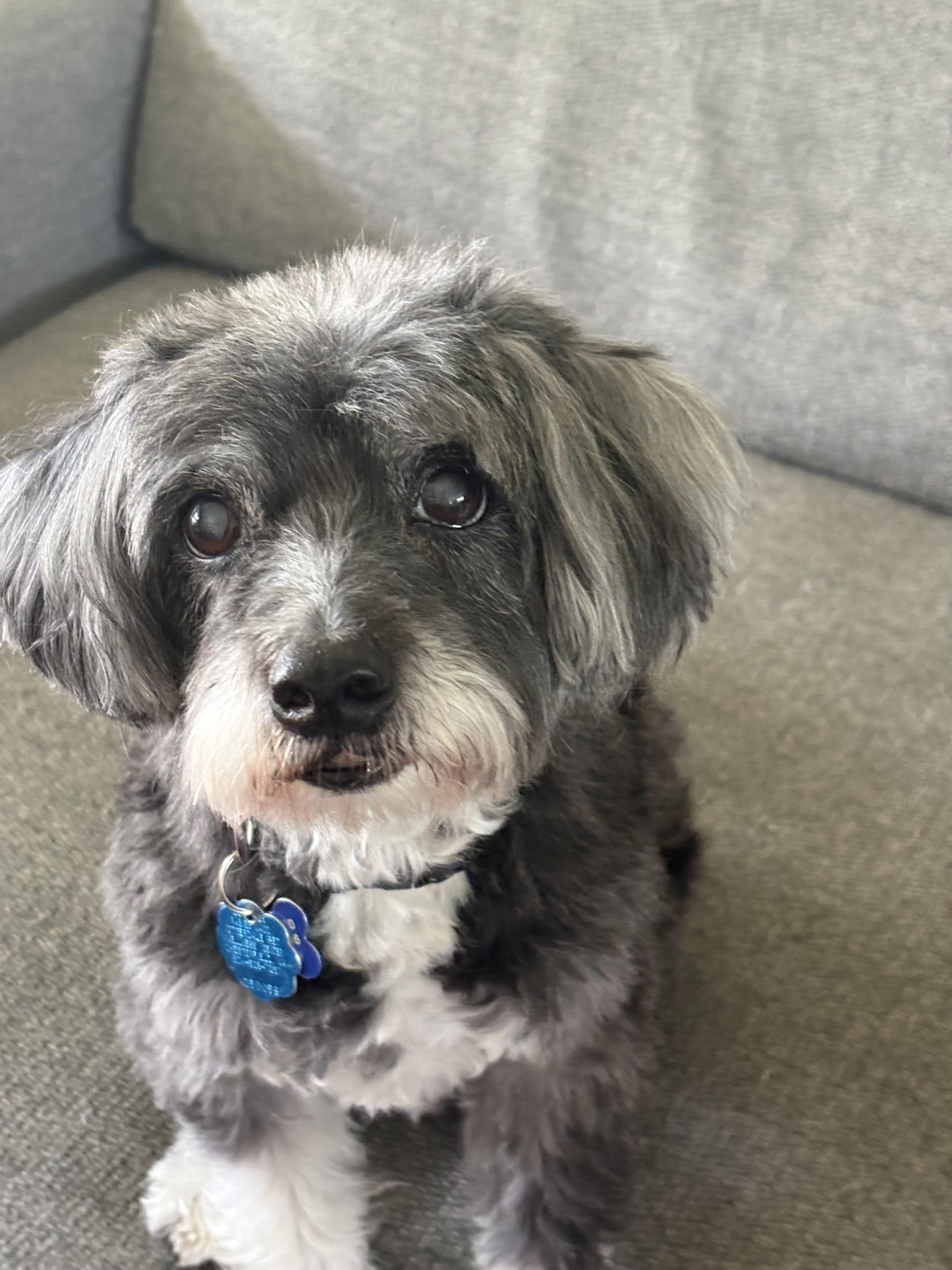 Enlarge Bob , a ADOPTABLE mixed breed in Clifton, VA image 1/2