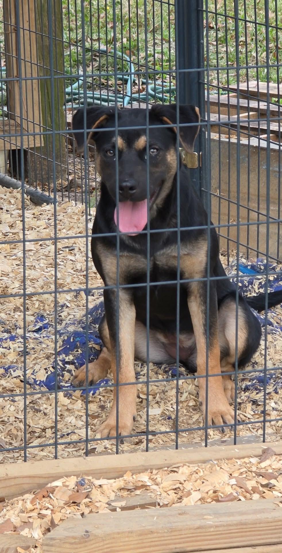 Enlarge Freya, a Adoptable mixed breed in Eatontown, NJ image 3/5