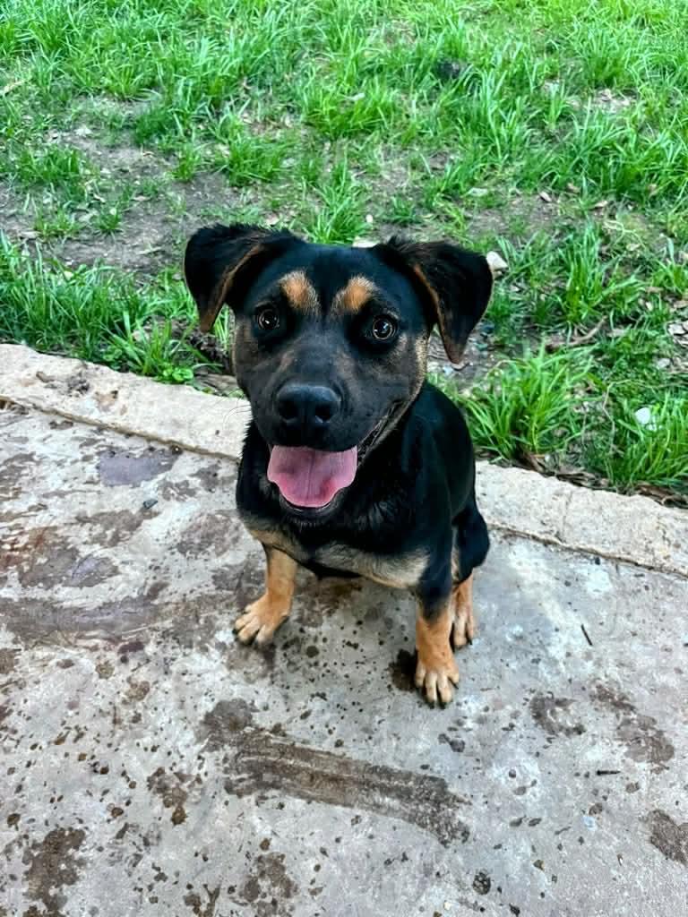 Enlarge Freya, a Adoptable mixed breed in Eatontown, NJ image 1/5