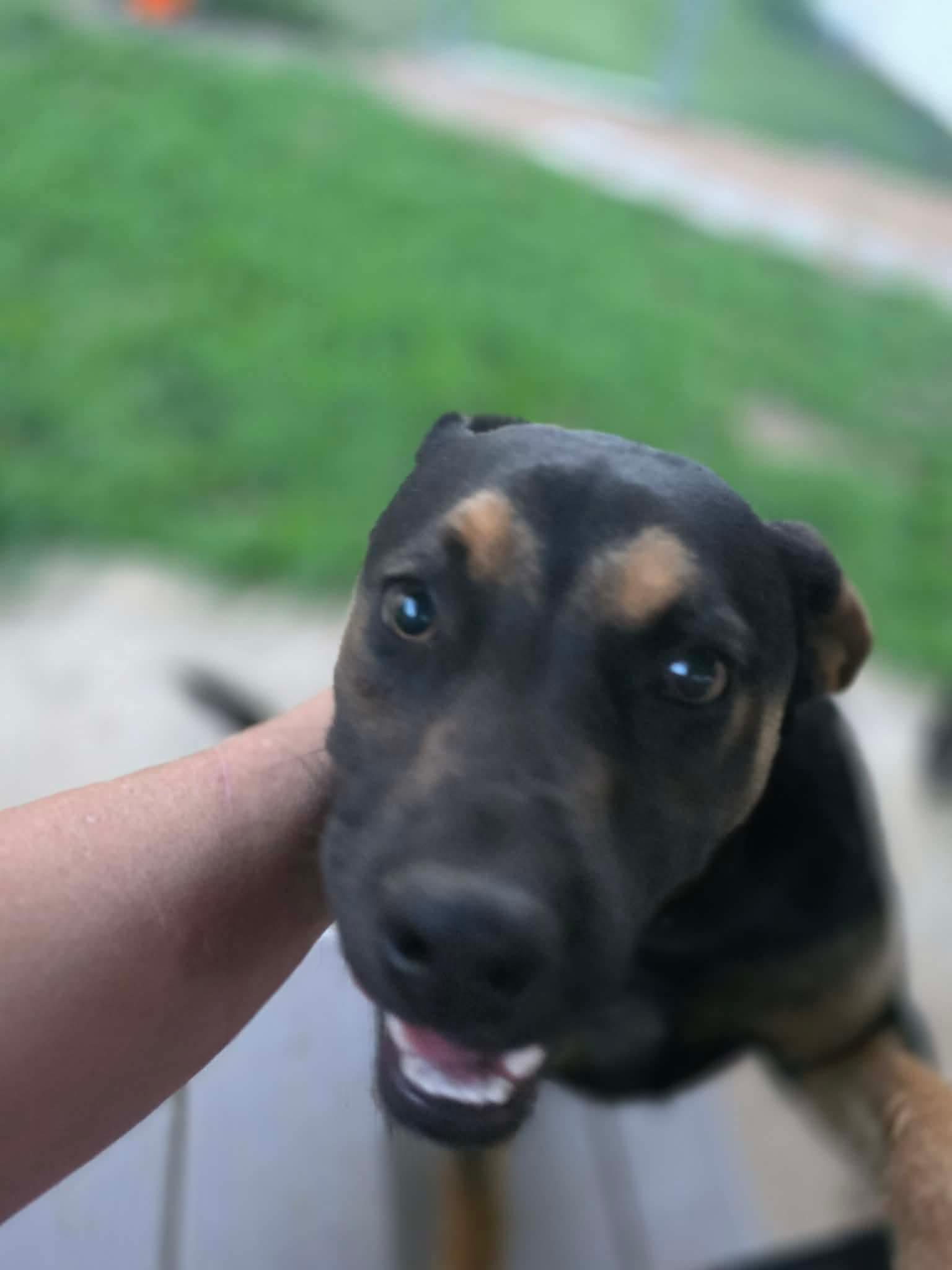 Enlarge Freya, a Adoptable mixed breed in Eatontown, NJ image 5/5