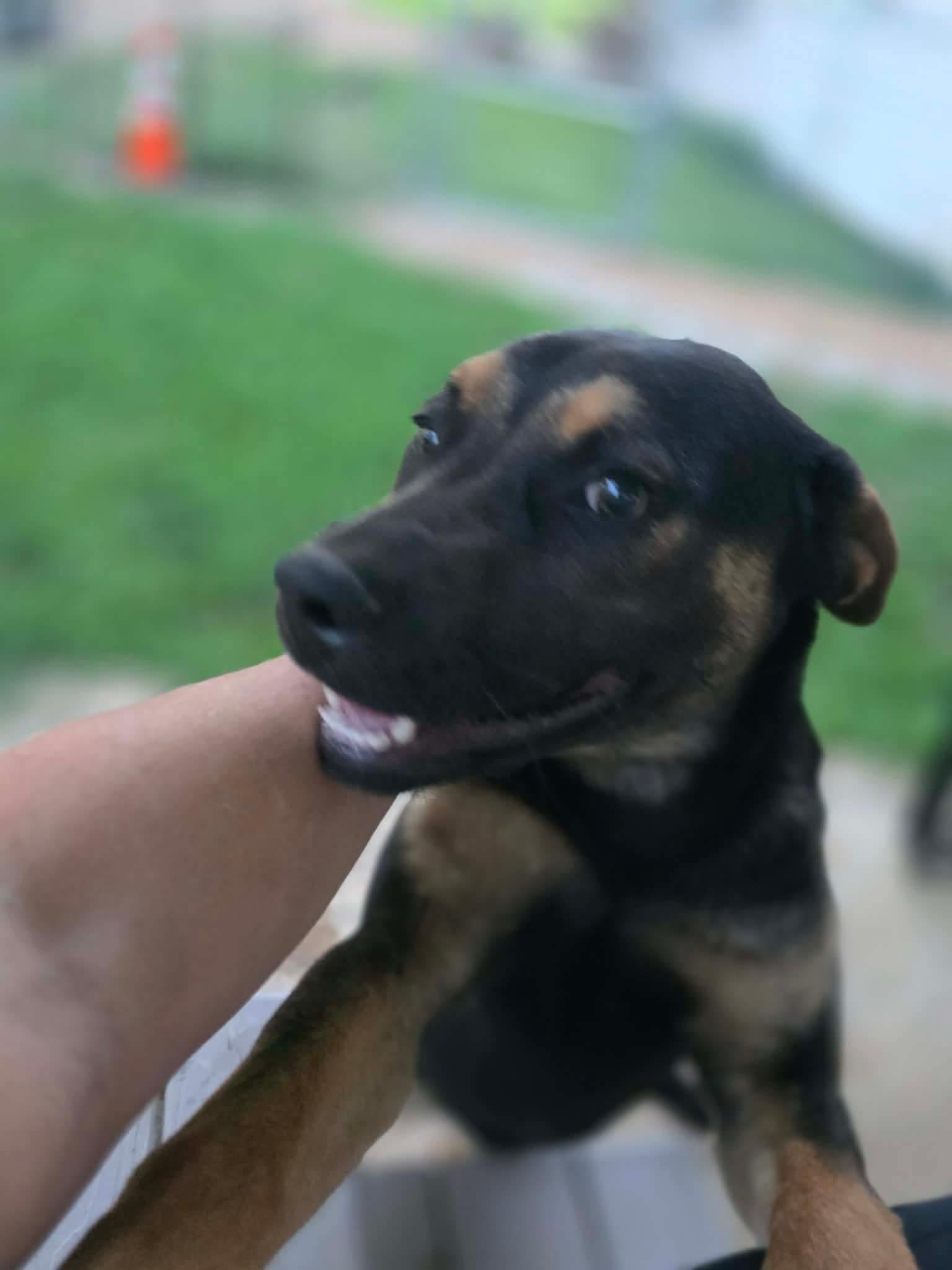 Enlarge Freya, a Adoptable mixed breed in Eatontown, NJ image 4/5