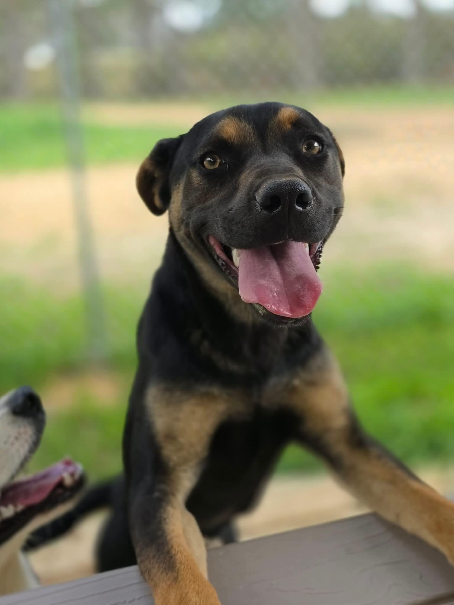 Enlarge Freya, a Adoptable mixed breed in Eatontown, NJ image 2/5