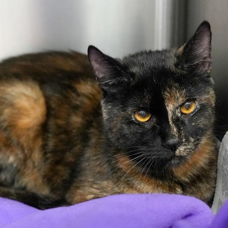Briar C450, a Adoptable Domestic Short Hair in Minneapolis, MN image 2/2