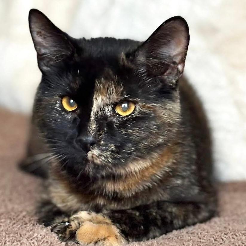 Briar C450, Adoptable, Adult Female Domestic Short Hair.