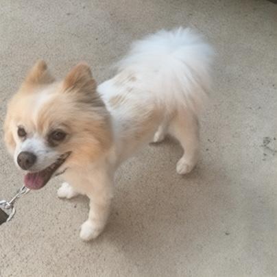 Max - Houston, a Adoptable Pomeranian in Garland, TX image 1/2