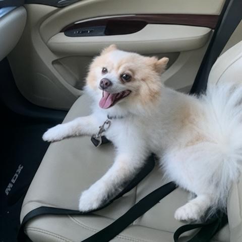 Max - Houston, a Adoptable Pomeranian in Garland, TX image 2/2