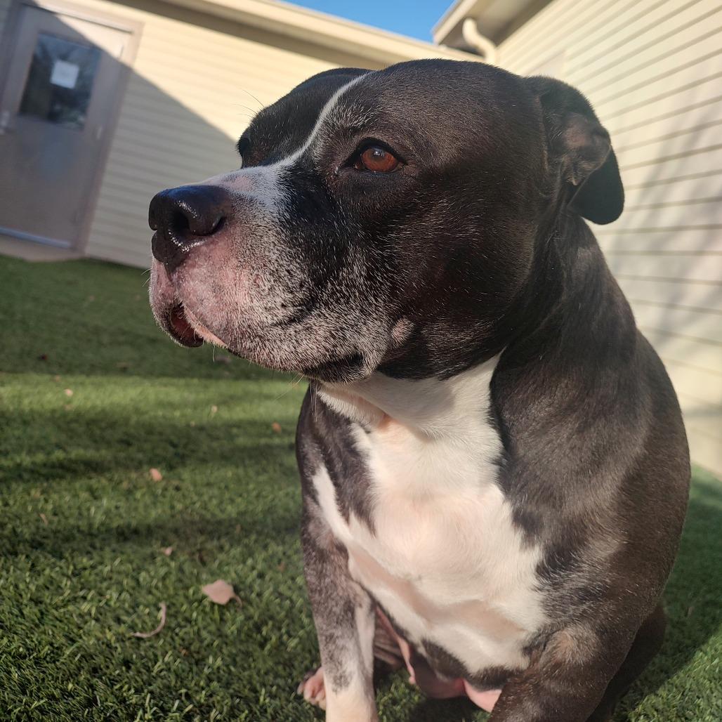 Ivy, Adoptable, Senior Female Pit Bull Terrier.