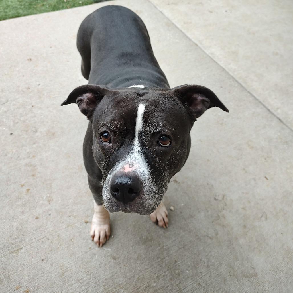 Enlarge Ivy, a Adoptable Pit Bull Terrier in Ottawa, KS image 2/5