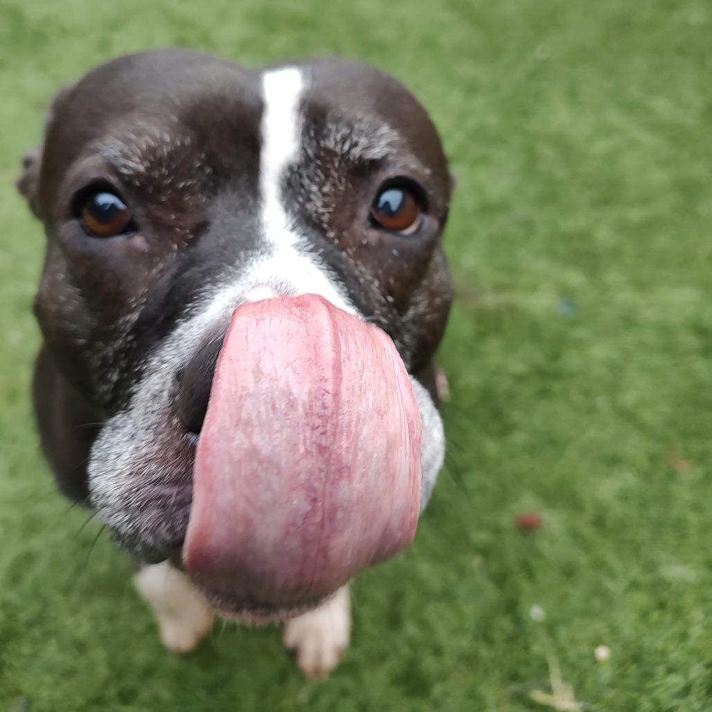 Enlarge Ivy, a Adoptable Pit Bull Terrier in Ottawa, KS image 3/5