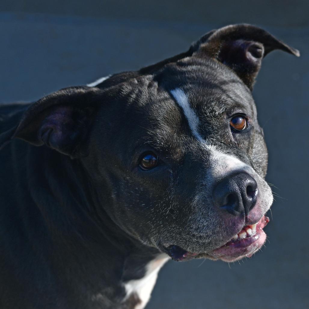 Enlarge Ivy, a Adoptable Pit Bull Terrier in Ottawa, KS image 4/5