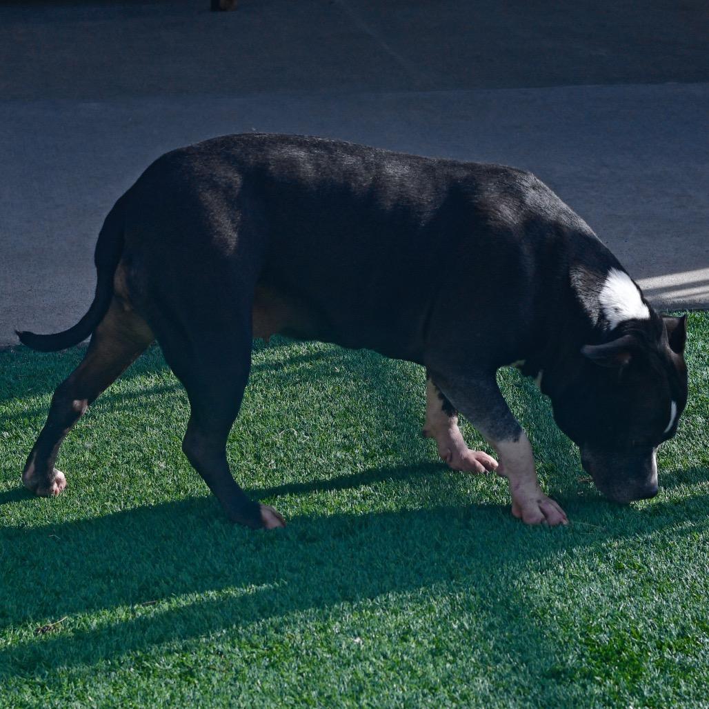 Enlarge Ivy, a Adoptable Pit Bull Terrier in Ottawa, KS image 5/5