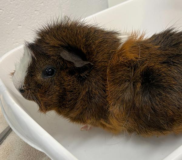 Zippy, Adoptable, Adult Male Guinea Pig.