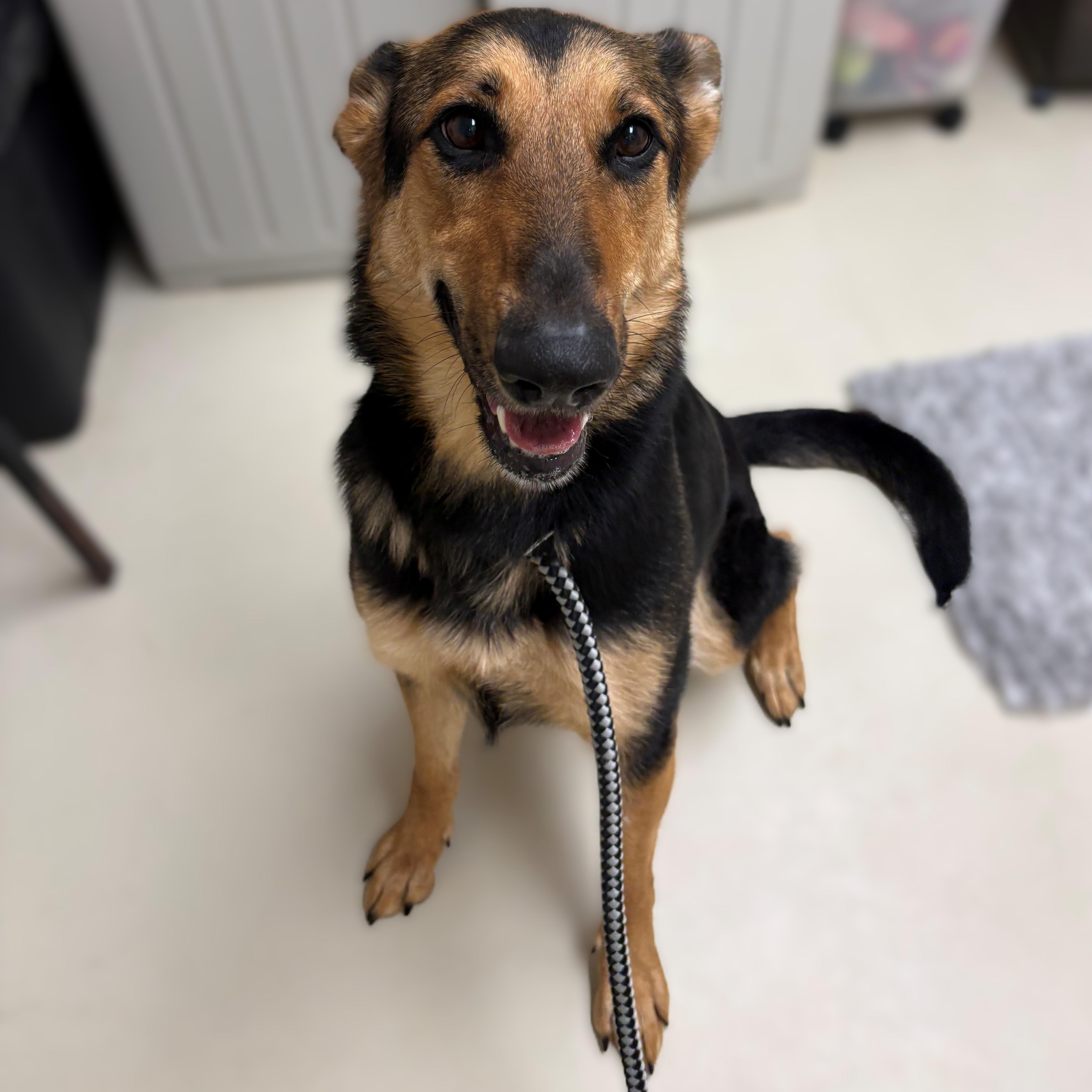 Purple- #50757, adopted, Adult Female German Shepherd Dog.