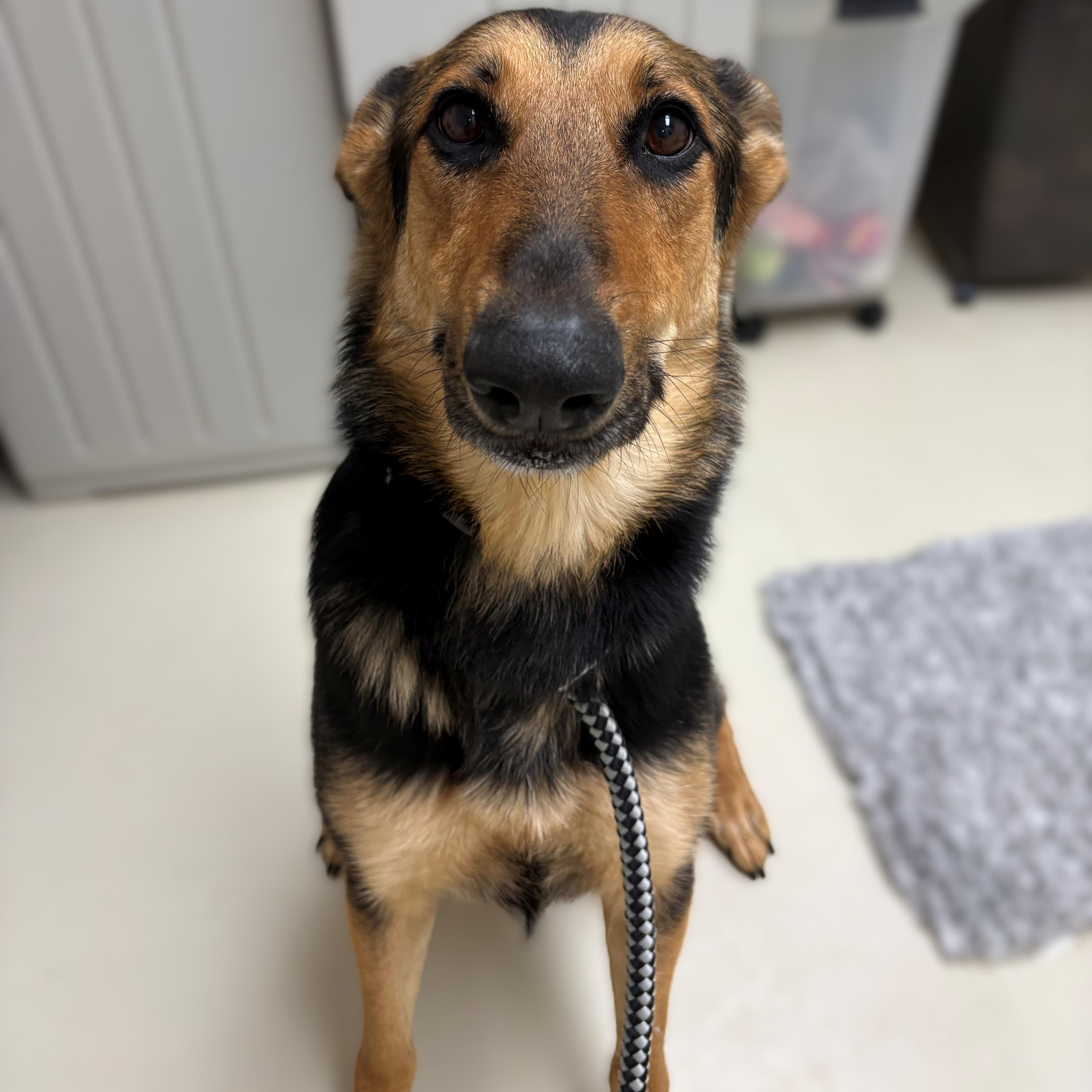 Enlarge Purple- #50757, an adopted German Shepherd Dog in Columbia, MD image 2/2