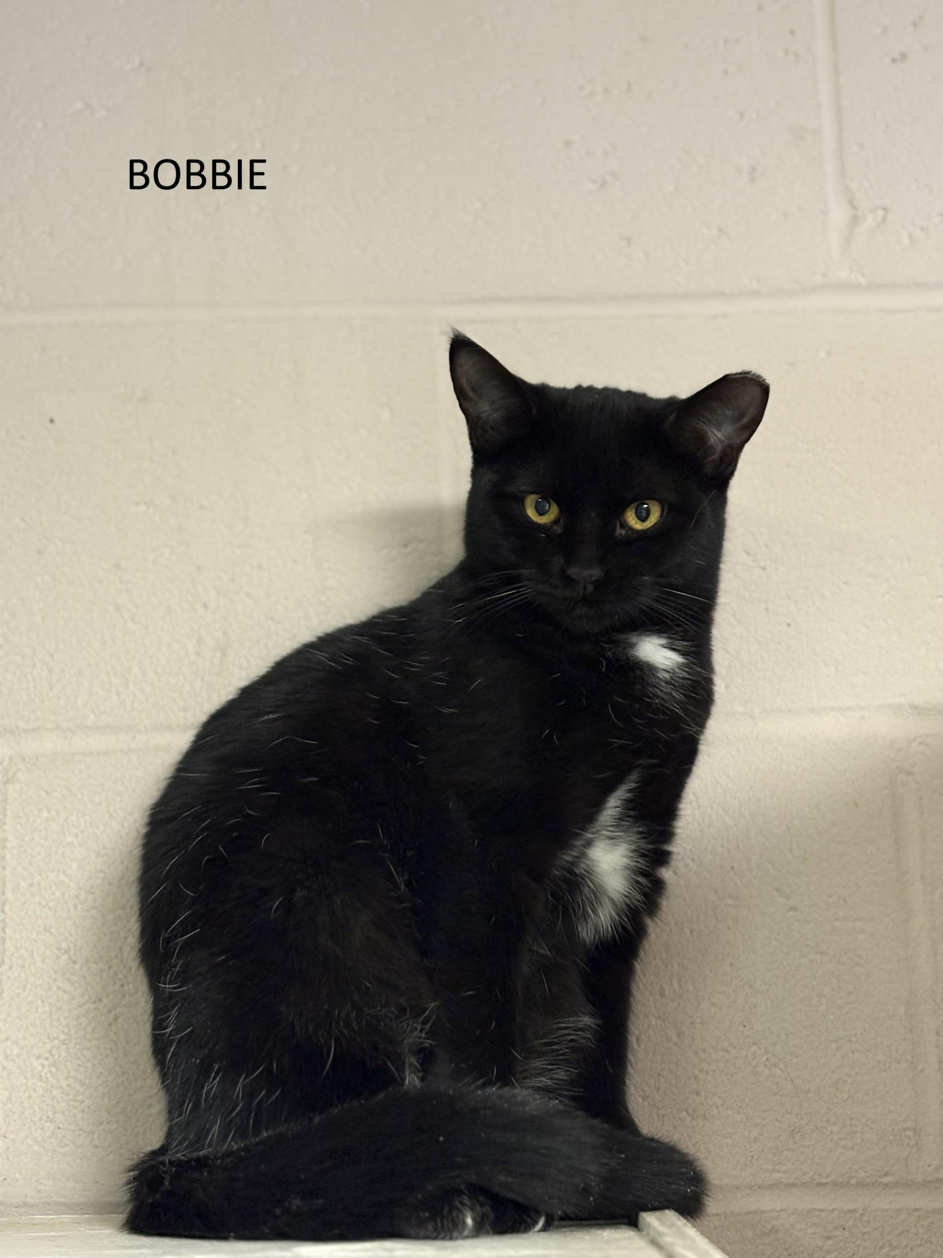 Enlarge Bobbie, a Adoptable Domestic Short Hair in Vernon, NJ image 1/1