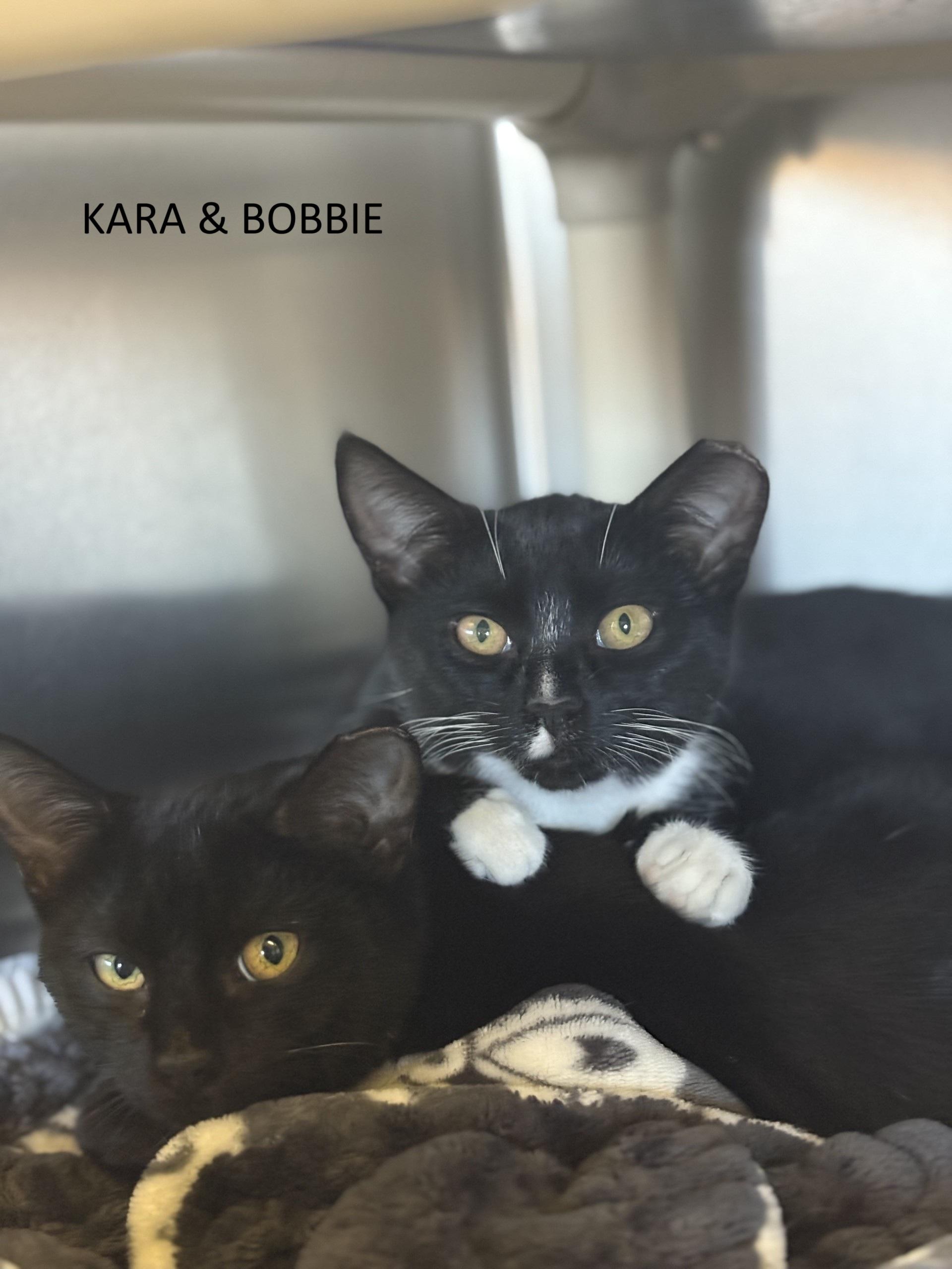 Kara & Bobbie, Adoptable, Young Female Domestic Short Hair.