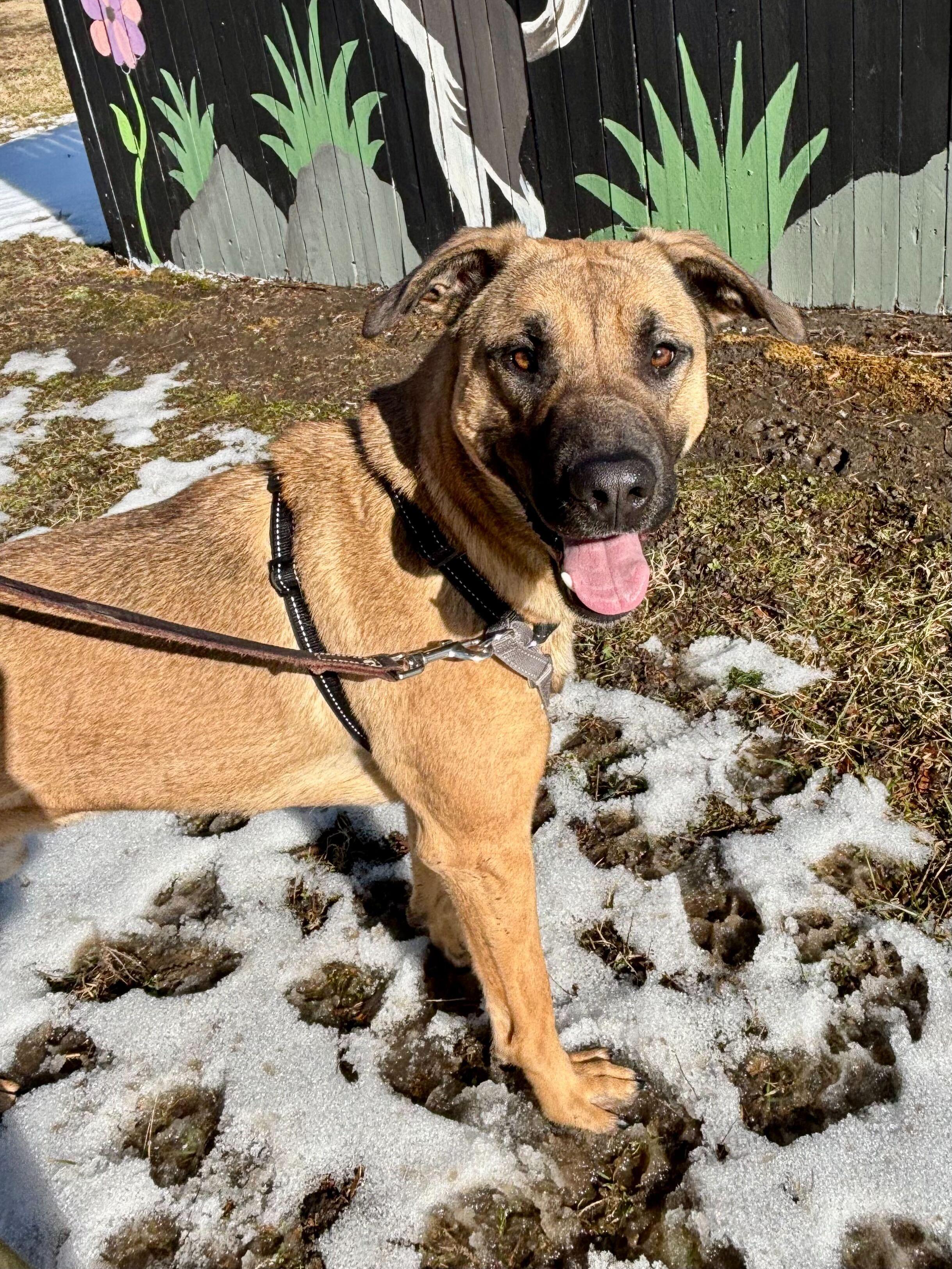 Skywalker, Adoptable, Young Male German Shepherd Dog.