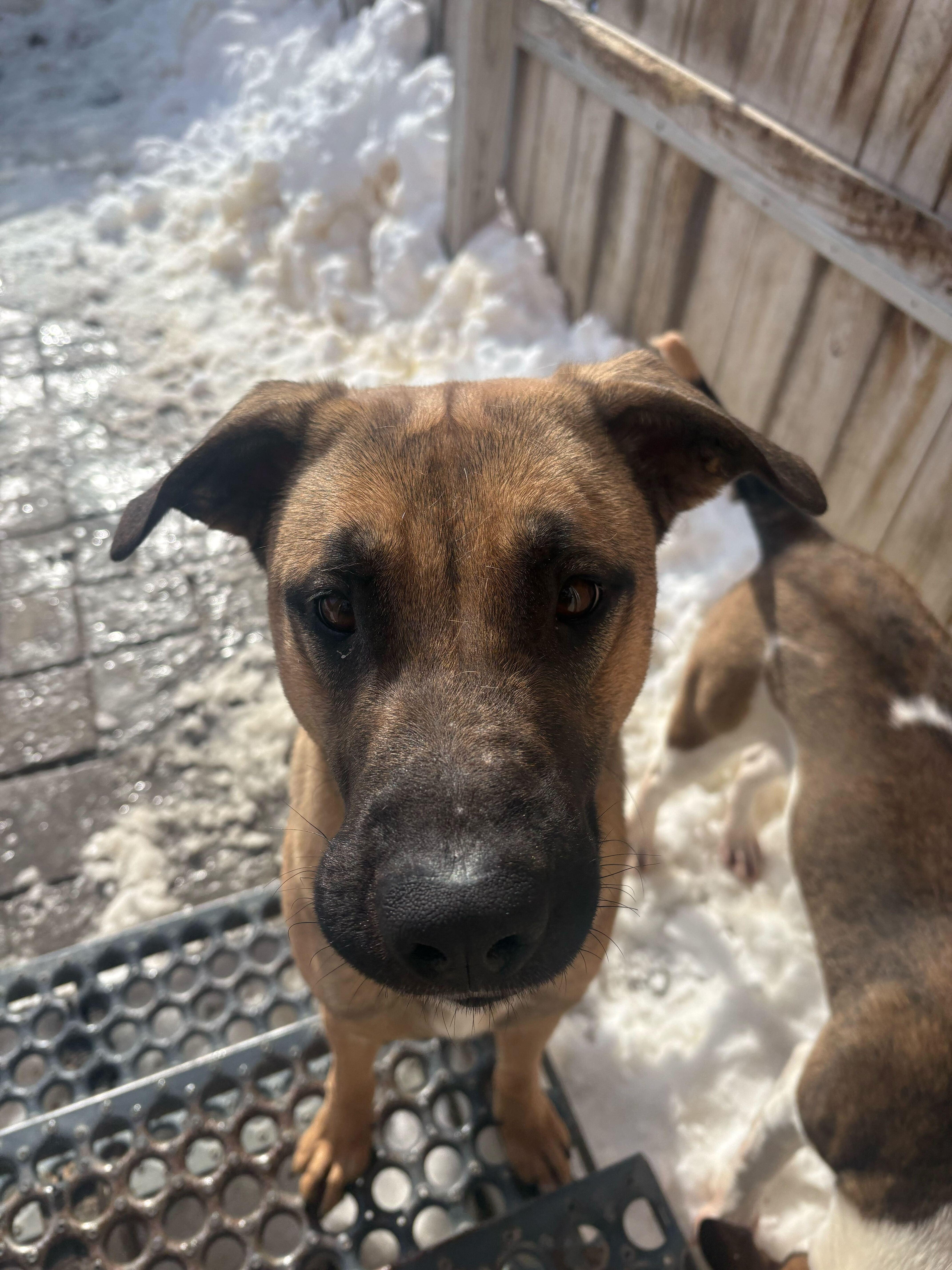 Enlarge Skywalker, a Adoptable mixed breed in Indianapolis, IN image 2/2