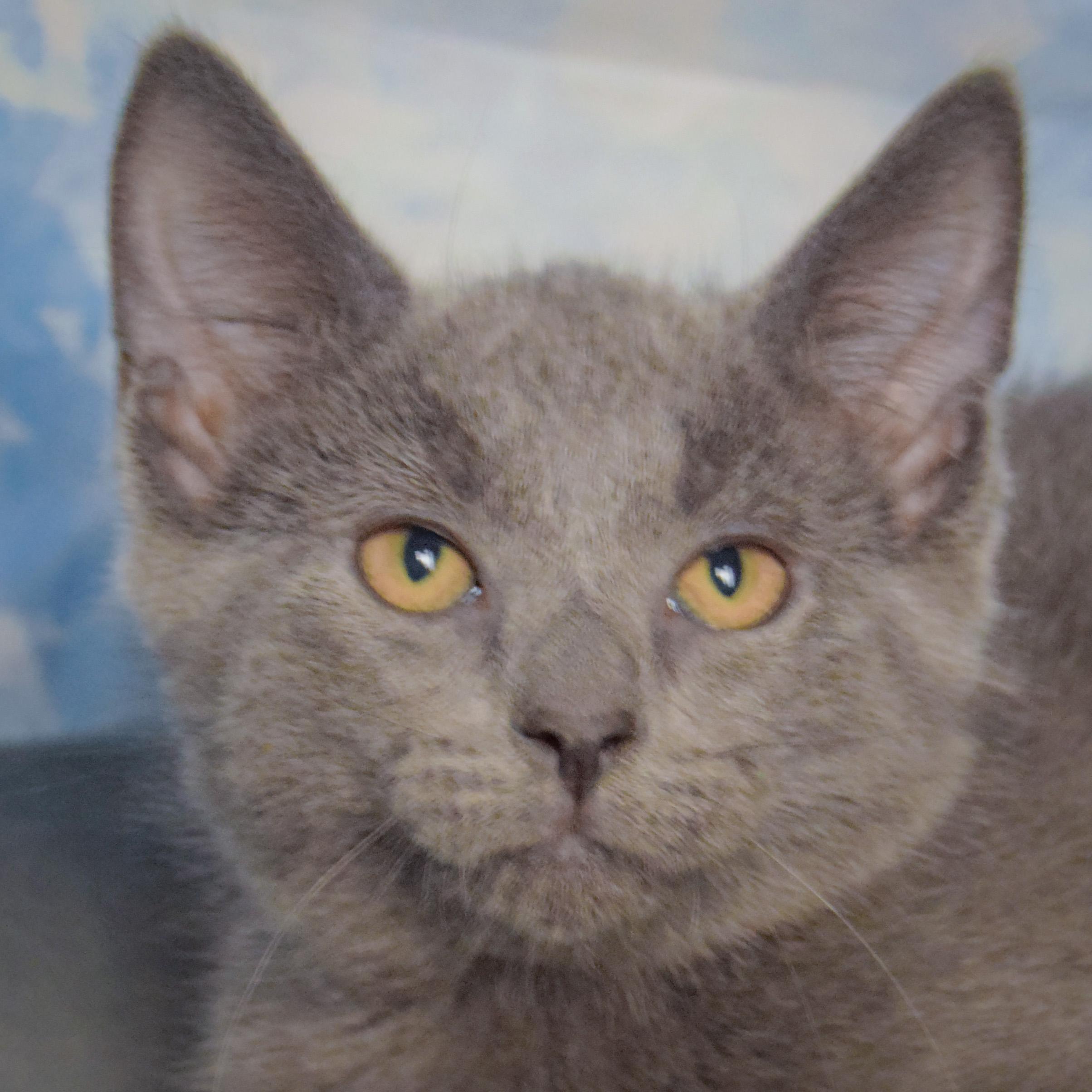 Courage, Adoptable, Kitten Male Russian Blue & Domestic Short Hair.