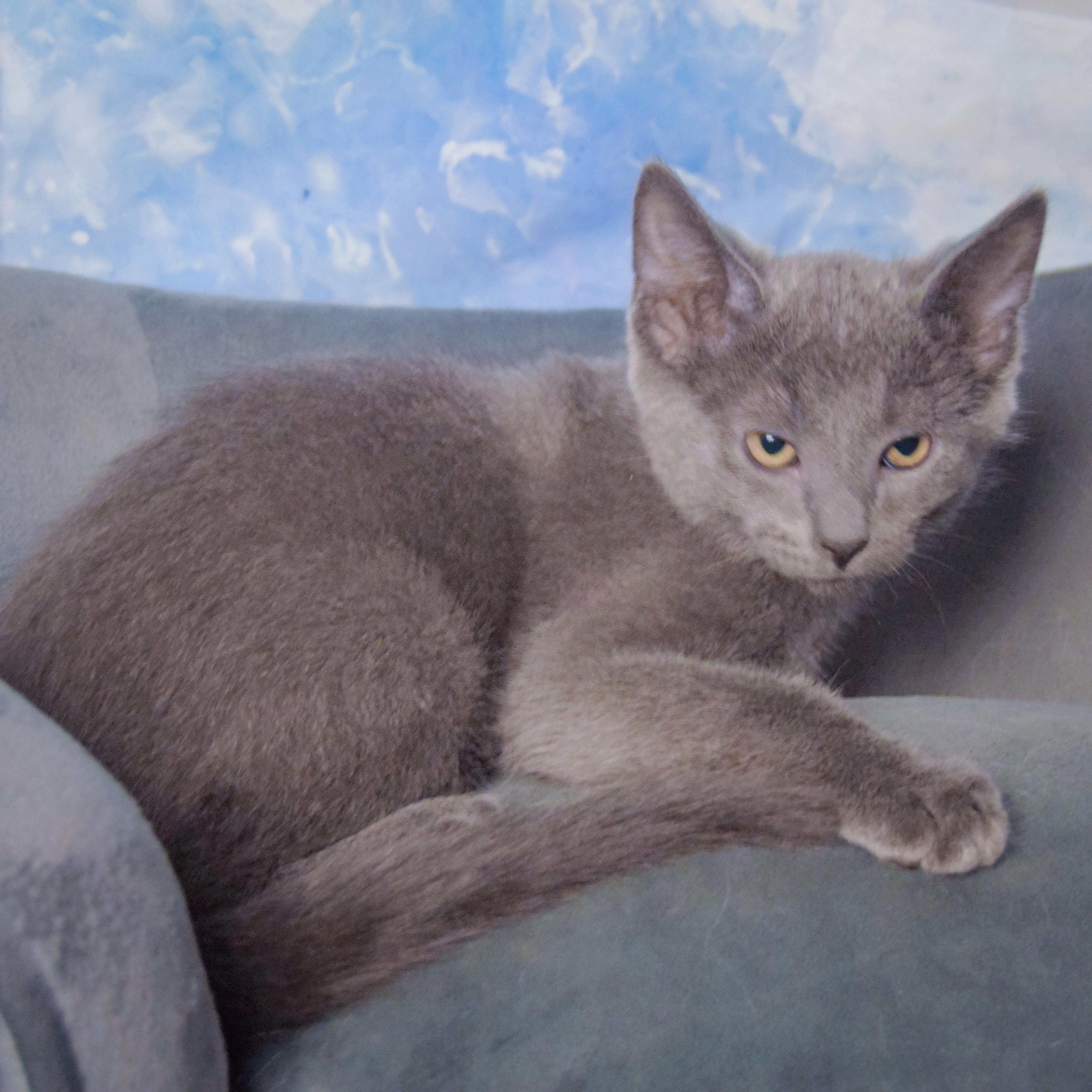 Enlarge Courage, a Adoptable mixed breed in Huntley, IL image 2/3