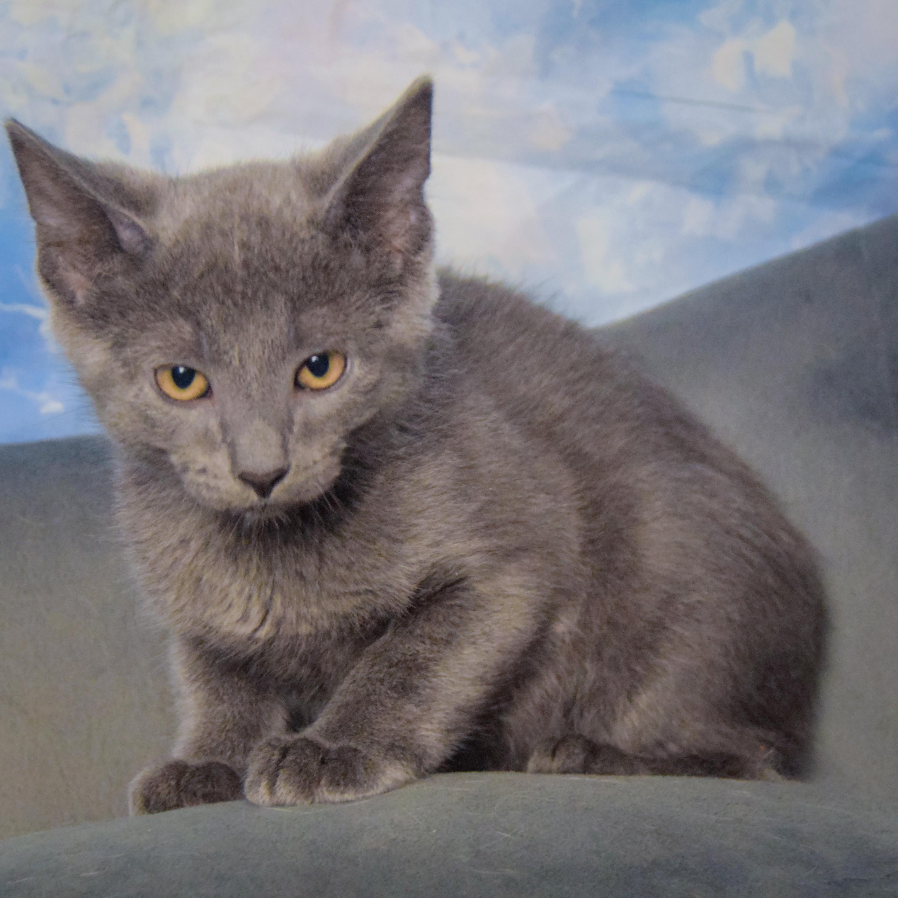 Enlarge Courage, a Adoptable mixed breed in Huntley, IL image 3/3