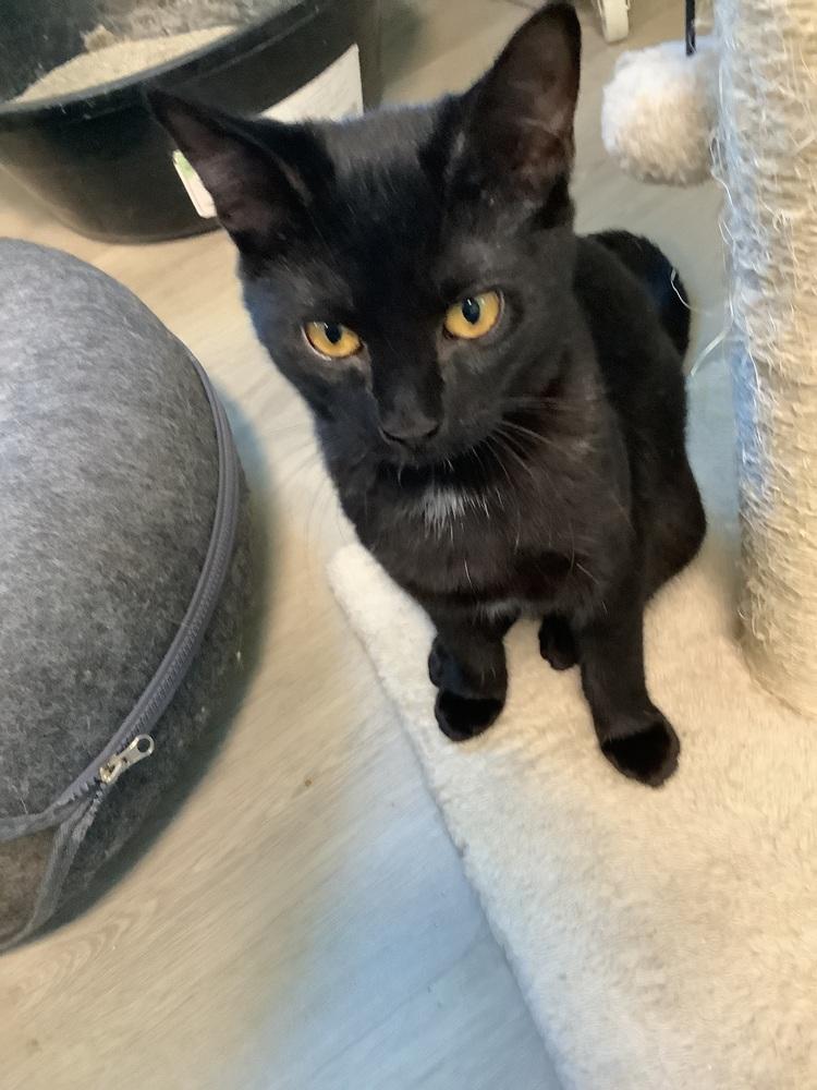 Black Betty, Adoptable, Kitten Female Domestic Short Hair.