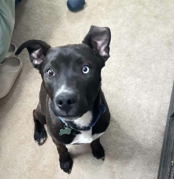 Enlarge Duncan, a Adoptable mixed breed in Parker, CO image 4/4