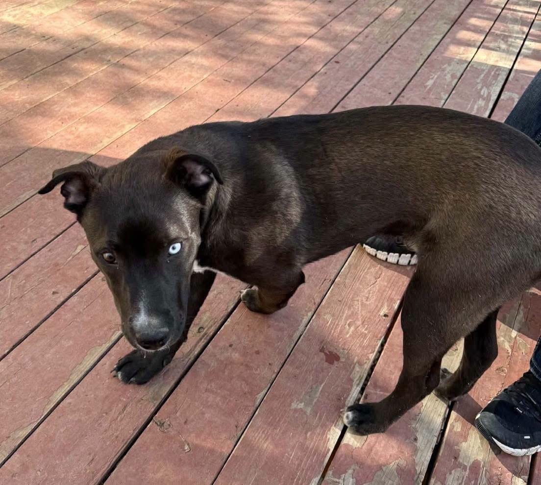 Enlarge Duncan, a Adoptable mixed breed in Parker, CO image 3/4