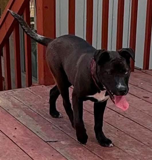 Enlarge Duncan, a Adoptable mixed breed in Parker, CO image 2/4