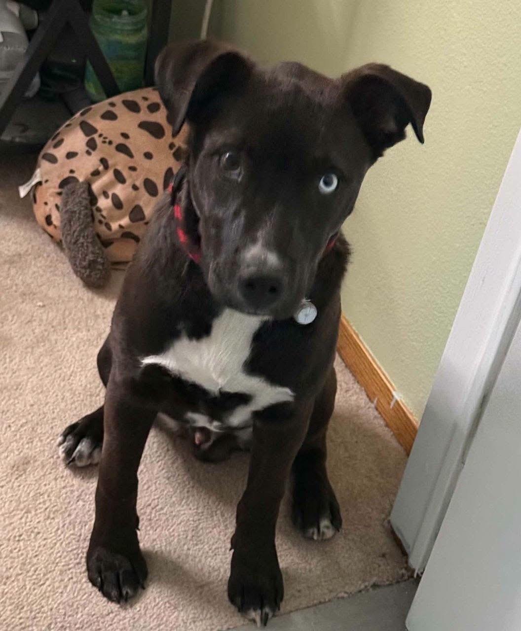 Enlarge Duncan, a Adoptable mixed breed in Parker, CO image 1/4