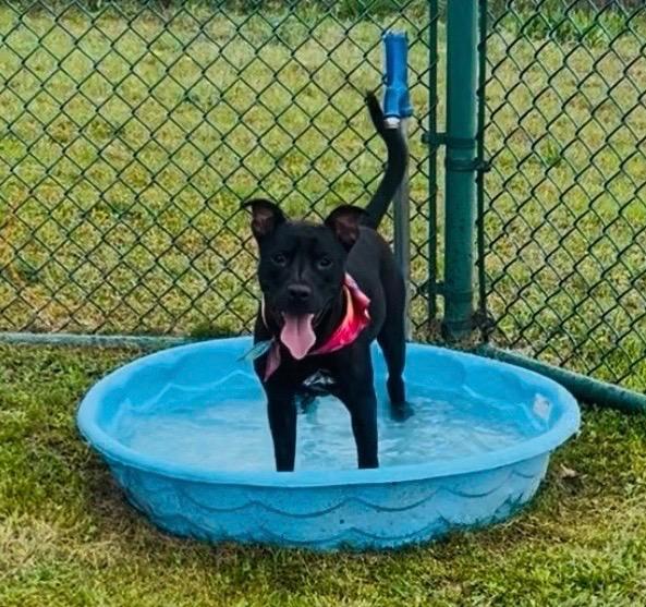 Joshua, Adoptable, Young Male Labrador Retriever.