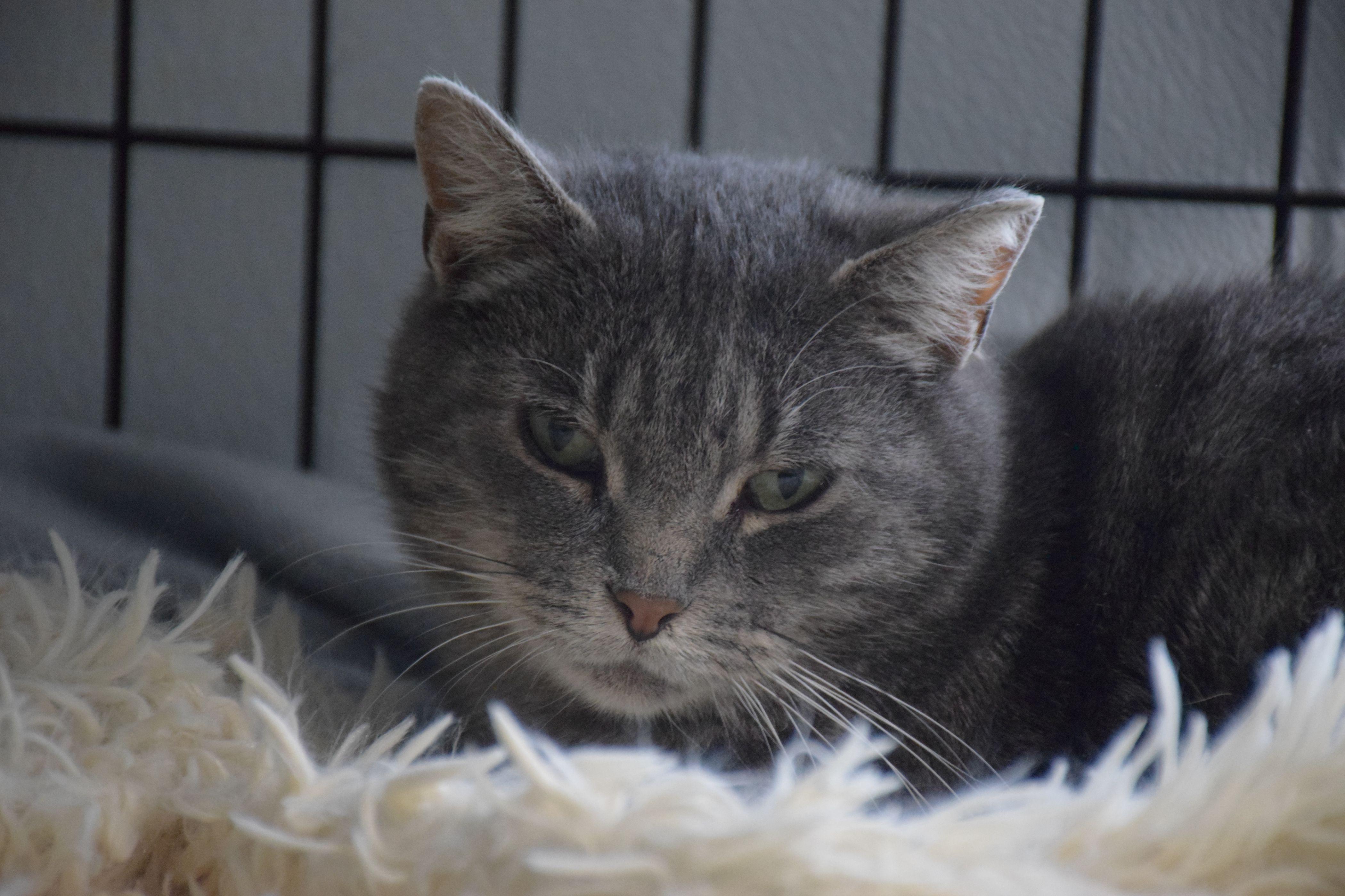 Enlarge Ashlee, a ADOPTABLE Tabby in Claresholm, AB image 1/1