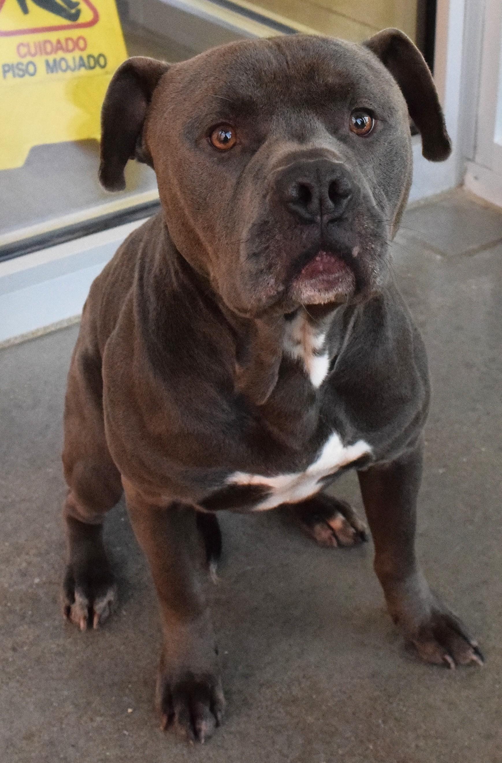 22496, ADOPTABLE, Adult Male Pit Bull Terrier.