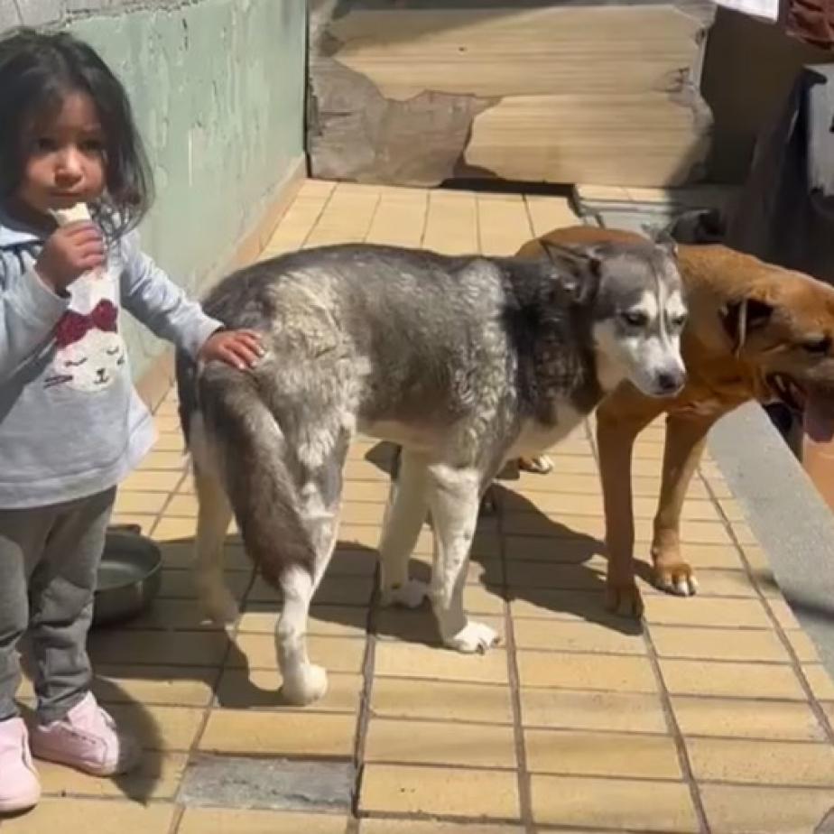 Dixie, a Adoptable mixed breed in San Diego, CA image 3/6