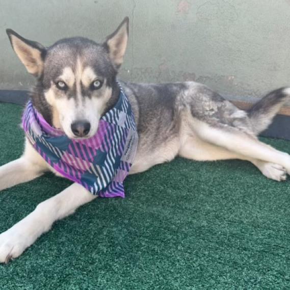 Dixie, a Adoptable mixed breed in San Diego, CA image 4/6