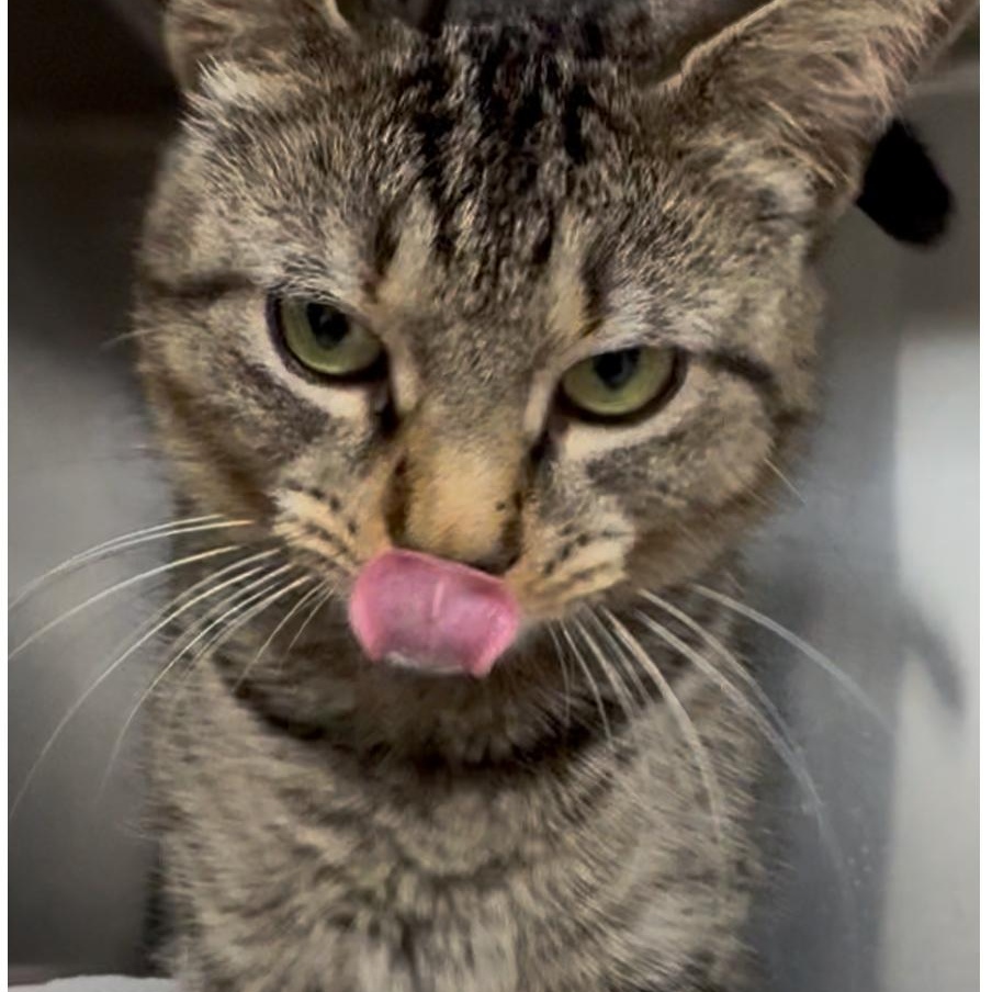 Ivy, a Adoptable mixed breed in North Kingstown, RI image 2/6